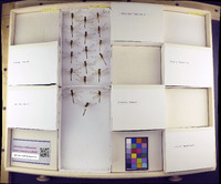 Media resource of Diplacodes bipunctata