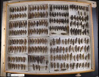 Media resource of Melanoplus differentialis