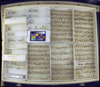 Media resource of Chironomus plumosus