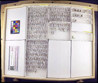 Media resource of Asmicridea edwardsii