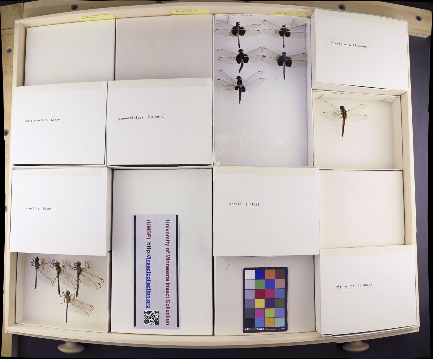 Erythemis attala image