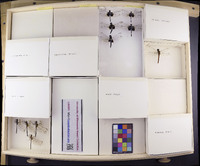 Media resource of Erythemis attala