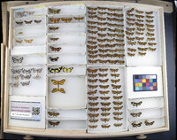 Media resource of Areva albogrisea