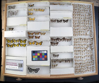 Media resource of Phryganidia californica