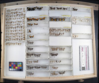 Media resource of Scea auriflamma