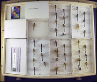 Media resource of Erythemis simplicicollis