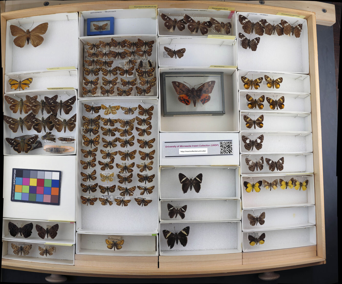 Carterocephalus image