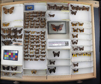 Media resource of Carterocephalus palaemon