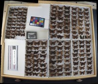 Media resource of Erynnis juvenalis