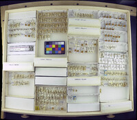 Media resource of Endochironomus tendens