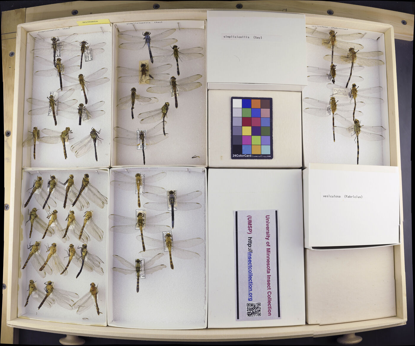 Erythemis vesiculosa image