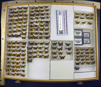 Polites mystic image