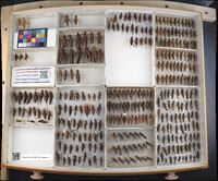 Media resource of Melanoplus eumera