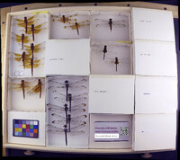 Media resource of Libellula saturata