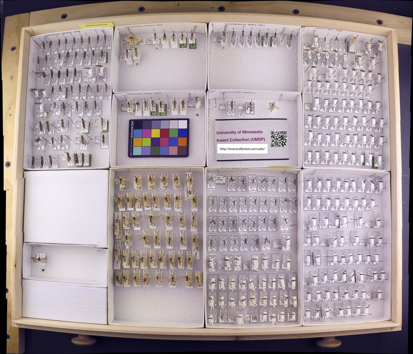 Brachycentridae image