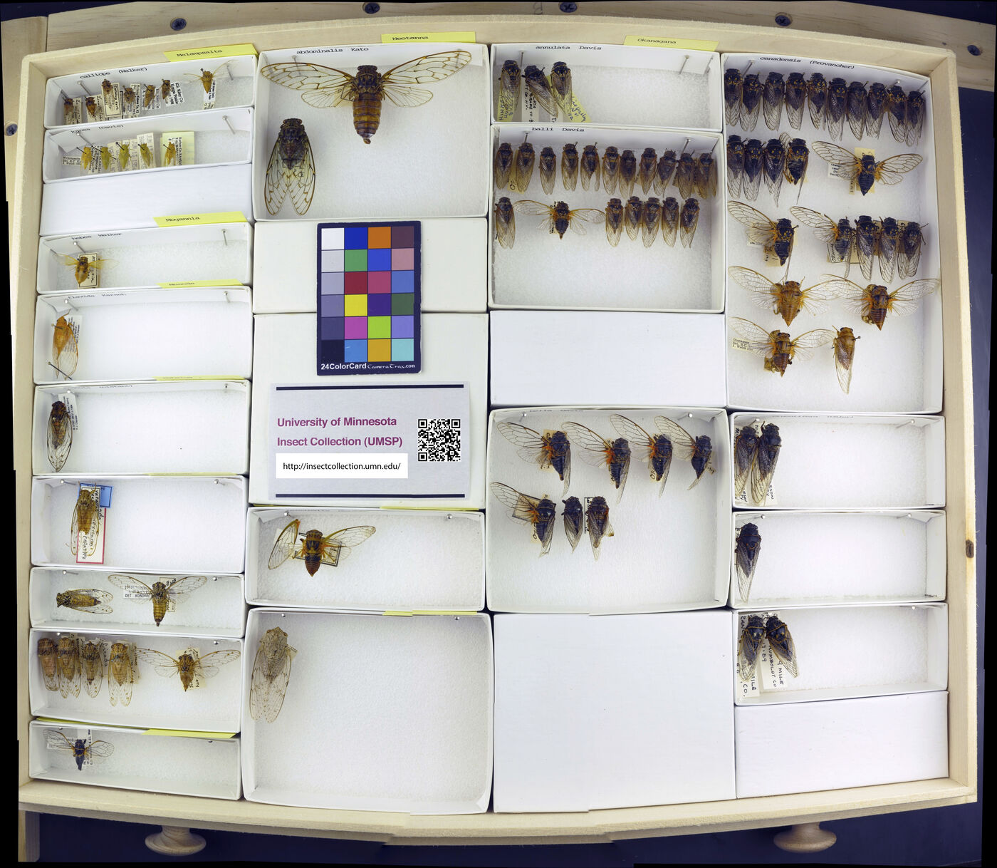 Tanna abdominalis image