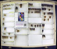 Media resource of Tanna abdominalis