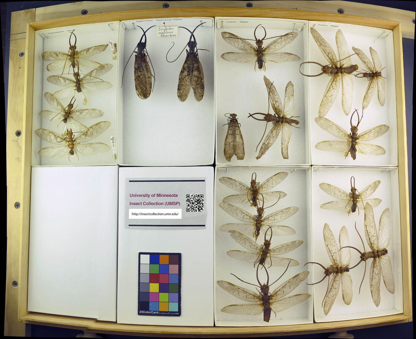 Corydalus flavicornis image