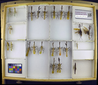 Media resource of Pseudovates iheringi