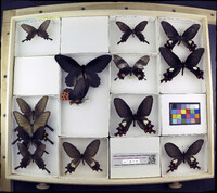 Media resource of Byasa alcinous