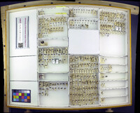 Media resource of Bembidion laterale