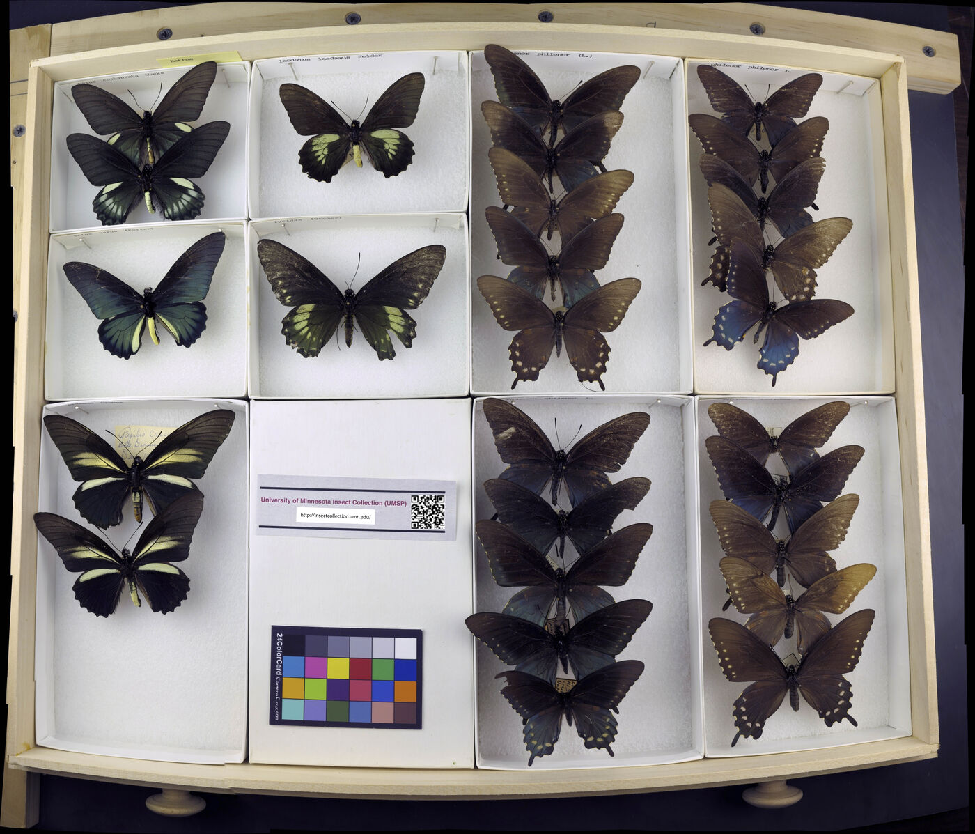 Battus lycidas image