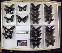 Media resource of Battus lycidas