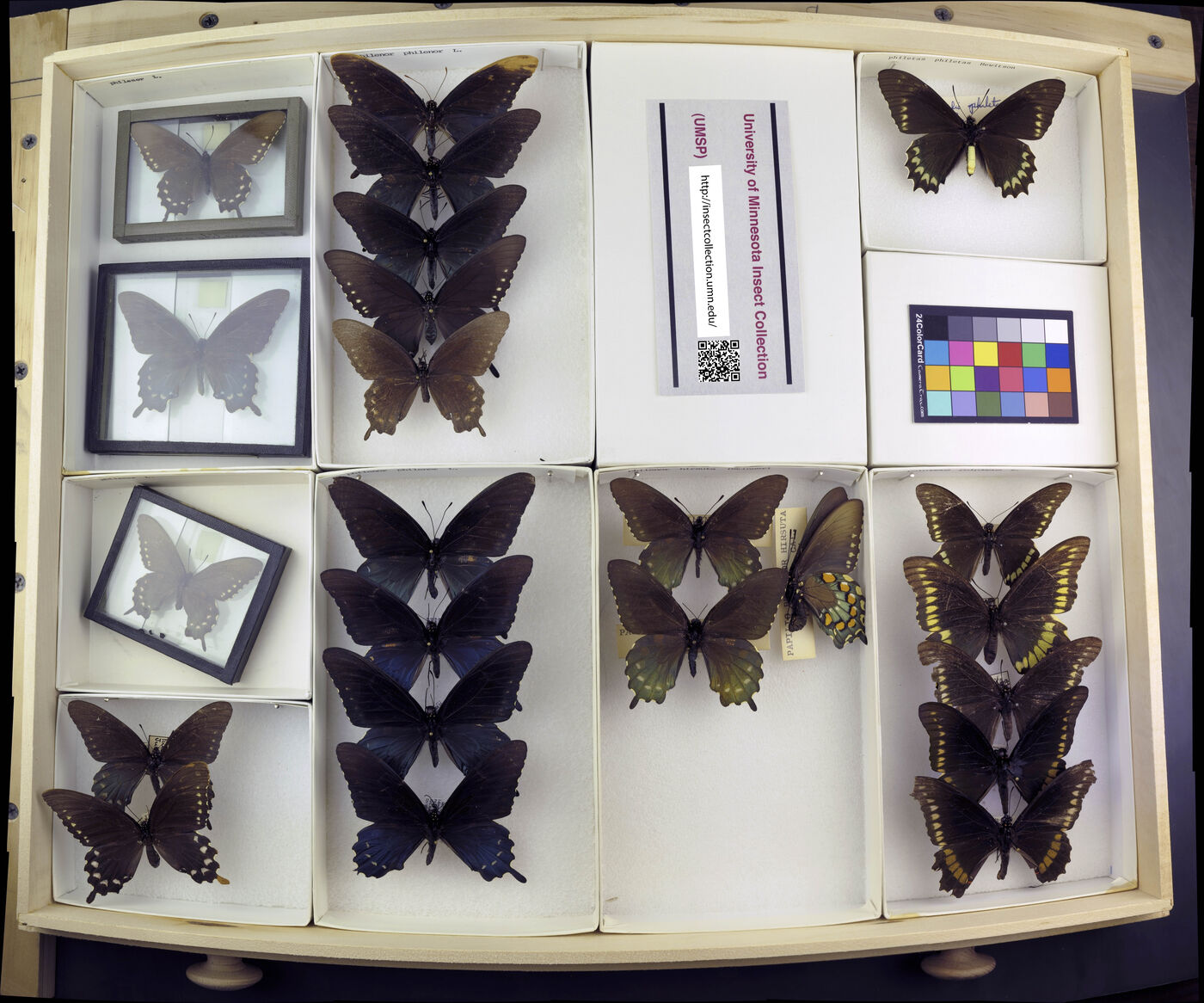 Battus philenor image