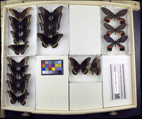 Media resource of Bhutanitis lidderdalii