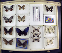 Media resource of Euryades duponchelii