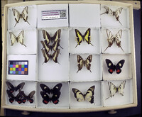 Media resource of Protographium asius