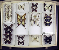 Media resource of Mimoides pausanias