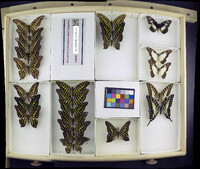 Media resource of Graphium almansor