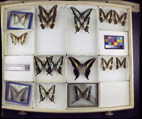 Media resource of Graphium cloanthus
