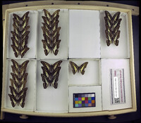 Media resource of Graphium doson