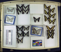 Media resource of Graphium gelon