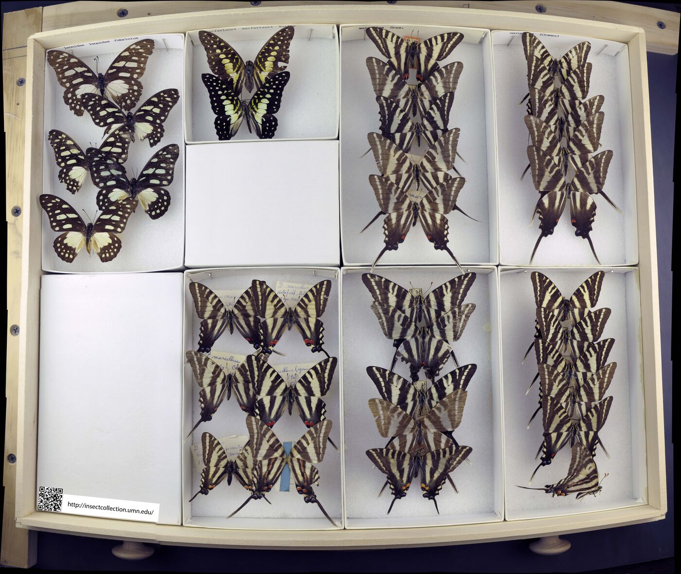 Graphium leonidas image