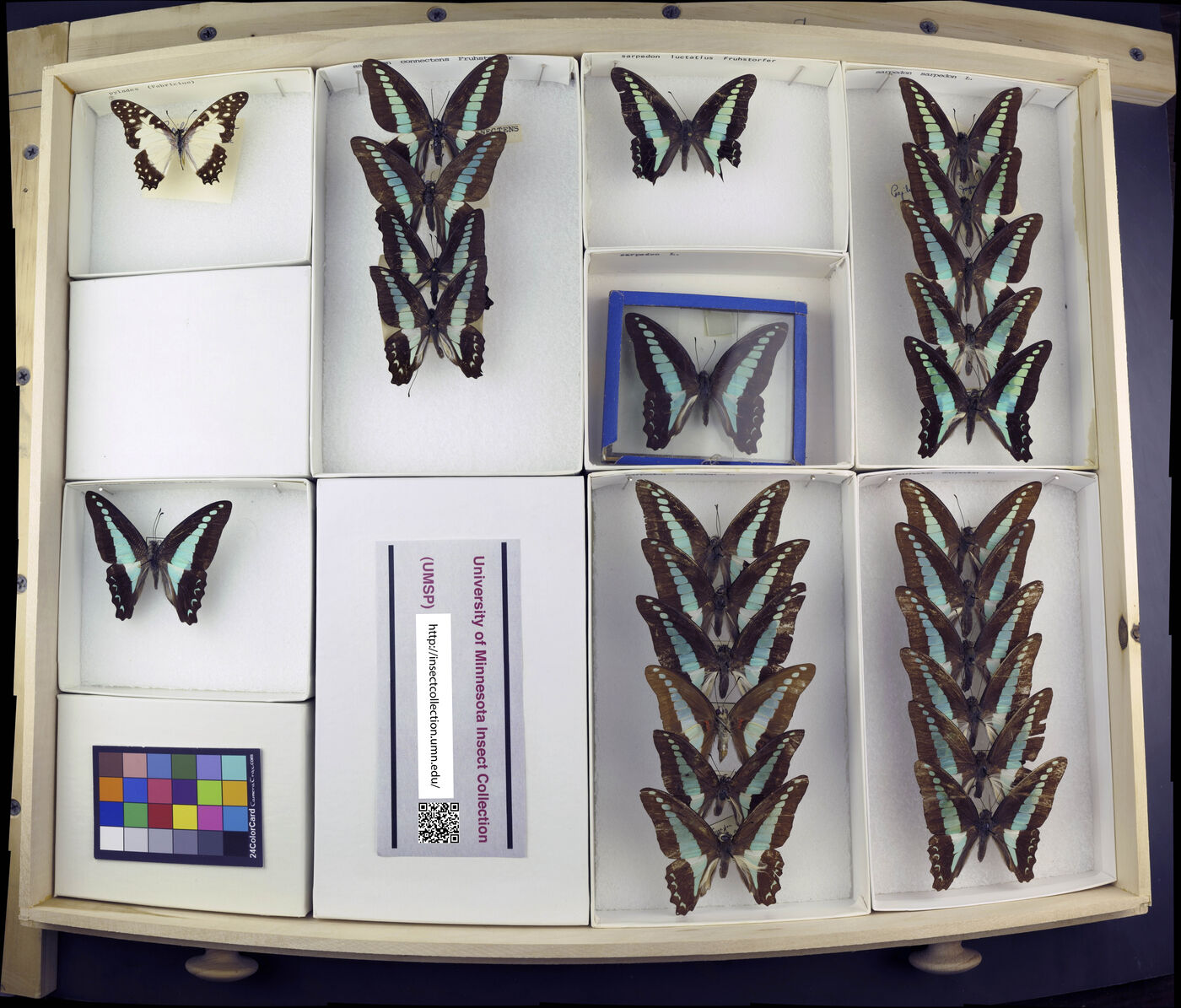 Graphium sarpedon image