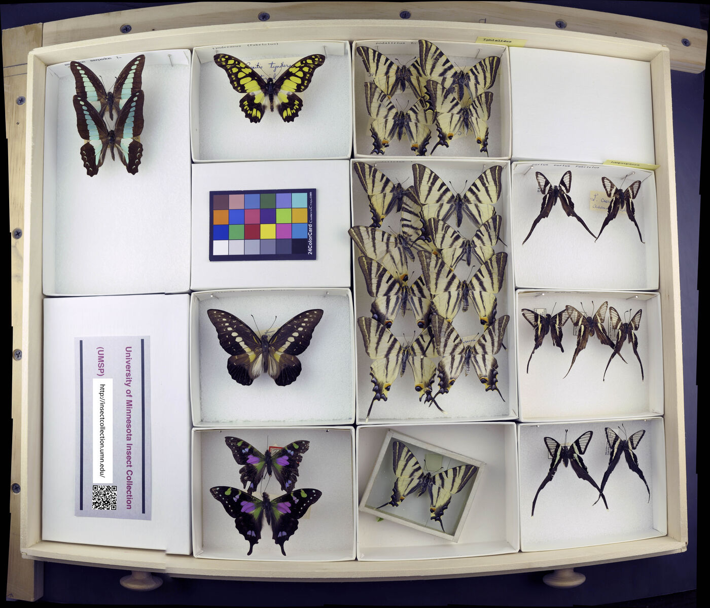 Graphium tynderaeus image