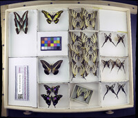 Media resource of Graphium tynderaeus