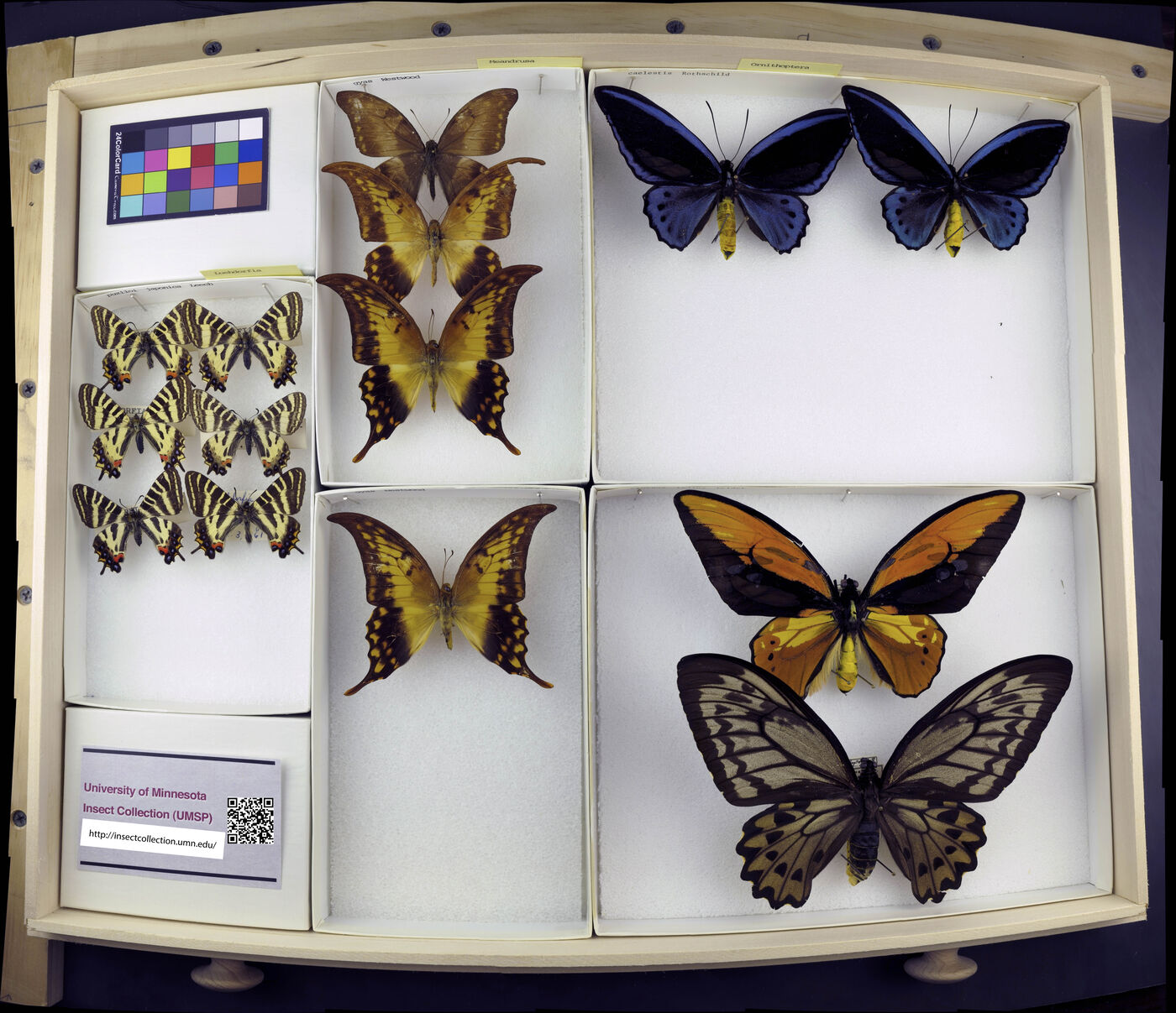 Luehdorfia japonica image