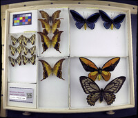 Media resource of Luehdorfia japonica