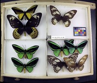 Media resource of Ornithoptera priamus