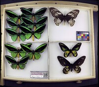Ornithoptera priamus image