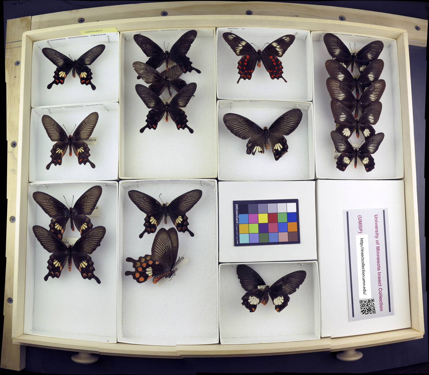 Pachliopta aristolochia aristolochia image