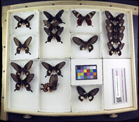 Media resource of Pachliopta aristolochia