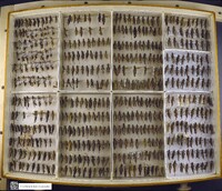 Media resource of Melanoplus femurrubrum