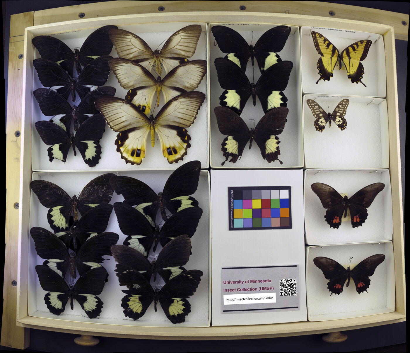 Papilio albinus image