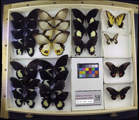 Media resource of Papilio albinus