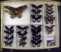Media resource of Papilio antimachus